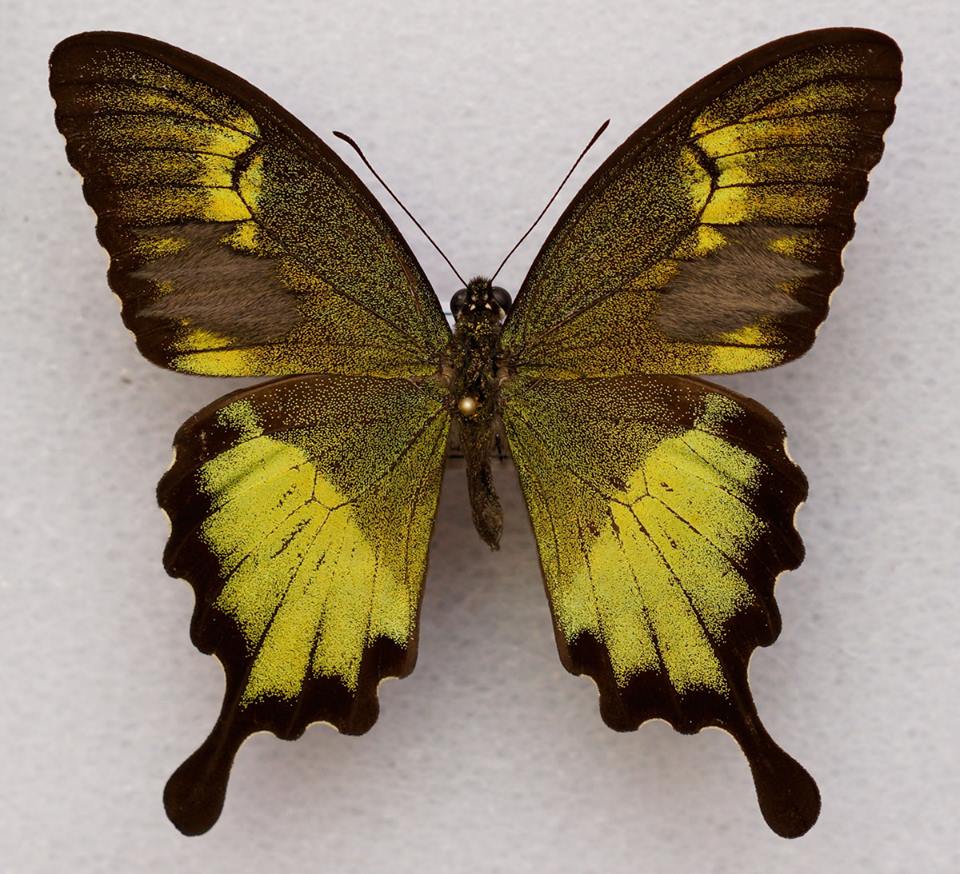 Papilio neumogeni (aberration) [Internet image property of respective owner, non commercial use only]